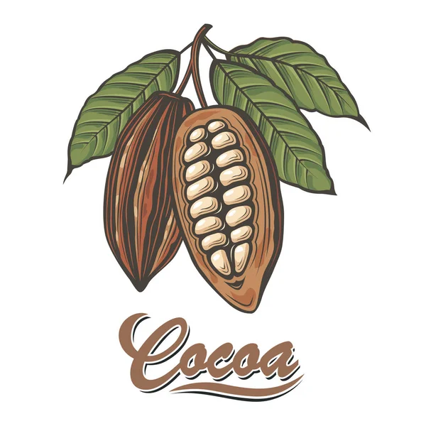 cocoa_vector